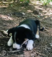 Pistachio , a male Border Collie and Lancashire Heeler for sale in Parish, NY – 2 of 4