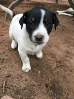 Almond, a male Border Collie and Lancashire Heeler for sale in Parish, NY – 3 of 9