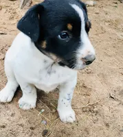 Almond, a male Border Collie and Lancashire Heeler for sale in Parish, NY – 2 of 9