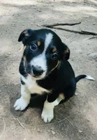 Macadamia , a female Border Collie and Lancashire Heeler for sale in Parish, NY – 2 of 2