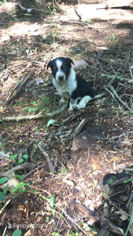 Hazel – Australian Cattle Dog, Border Collie puppy for sale in Parish, NY