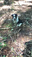 Hazel, a female Australian Cattle Dog and Border Collie for sale in Parish, NY – 2 of 9