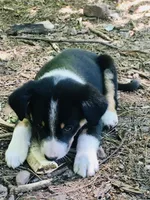 Pistachio , a male Border Collie and Lancashire Heeler for sale in Parish, NY – 4 of 4