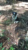 Hazel, a female Australian Cattle Dog and Border Collie for sale in Parish, NY – 3 of 9