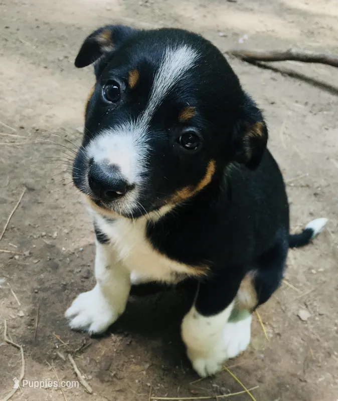 Macadamia  – Border Collie, Lancashire Heeler puppy for sale in Parish, NY