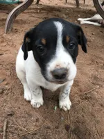 Almond, a male Border Collie and Lancashire Heeler for sale in Parish, NY – 8 of 9