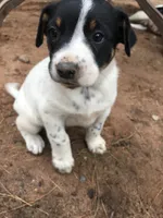 Almond, a male Border Collie and Lancashire Heeler for sale in Parish, NY – 6 of 9