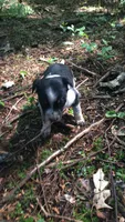 Hazel, a female Australian Cattle Dog and Border Collie for sale in Parish, NY – 9 of 9