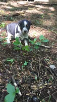 Hazel, a female Australian Cattle Dog and Border Collie for sale in Parish, NY – 1 of 9