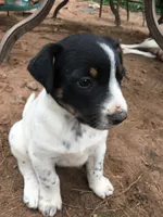 Almond, a male Border Collie and Lancashire Heeler for sale in Parish, NY – 4 of 9