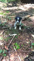 Hazel, a female Australian Cattle Dog and Border Collie for sale in Parish, NY – 6 of 9