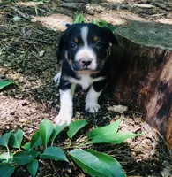 Walnut, a male Border Collie and Lancashire Heeler for sale in Parish, NY – 2 of 2