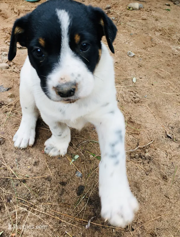 Almond – Border Collie, Lancashire Heeler puppy for sale in Parish, NY
