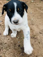 Almond, a male Border Collie and Lancashire Heeler for sale in Parish, NY – 1 of 9