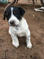 Almond, a male Border Collie and Lancashire Heeler for sale in Parish, NY – 5 of 9