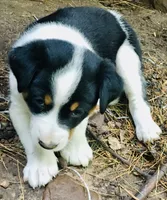 Peanut, a male Border Collie and Lancashire Heeler for sale in Parish, NY – 4 of 5