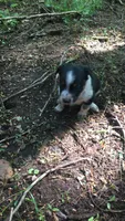 Hazel, a female Australian Cattle Dog and Border Collie for sale in Parish, NY – 8 of 9