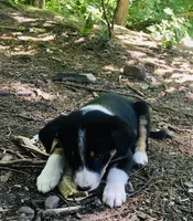 Pistachio , a male Border Collie and Lancashire Heeler for sale in Parish, NY – 3 of 4
