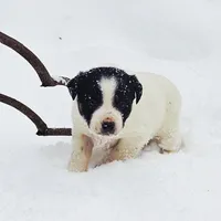 Juniper, a male Border Collie and Lancashire Heeler for sale in Parish, NY – Photo 3 of 8
