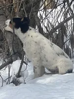 ZAAP!, a male Border Collie and Lancashire Heeler for sale in Parish, NY – Photo 2 of 10