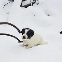Juniper, a male Border Collie and Lancashire Heeler for sale in Parish, NY – Photo 7 of 8