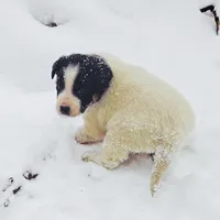 Juniper, a male Border Collie and Lancashire Heeler for sale in Parish, NY – Photo 2 of 8
