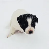 Juniper, a male Border Collie and Lancashire Heeler for sale in Parish, NY – Photo 4 of 8