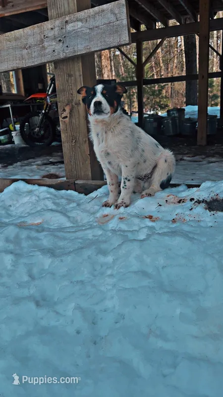 ZAAP! – Border Collie, Lancashire Heeler puppy for sale in Parish, NY