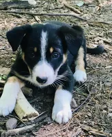 Pistachio , a male Border Collie and Lancashire Heeler for sale in Parish, NY – 1 of 4