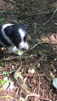 Hazel, a female Australian Cattle Dog and Border Collie for sale in Parish, NY – 7 of 9