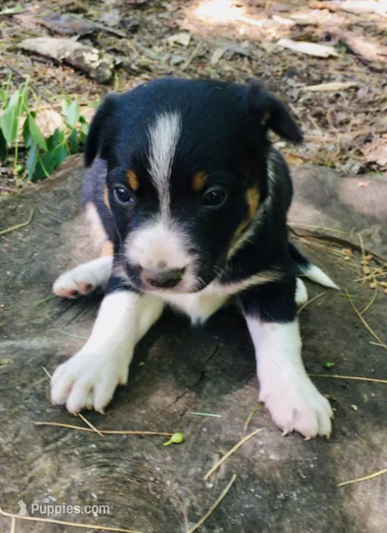 Walnut – Border Collie, Lancashire Heeler puppy for sale in Parish, NY