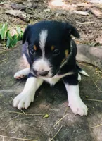 Walnut, a male Border Collie and Lancashire Heeler for sale in Parish, NY – 1 of 2