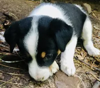 Peanut, a male Border Collie and Lancashire Heeler for sale in Parish, NY – 5 of 5