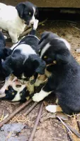 Peanut, a male Border Collie and Lancashire Heeler for sale in Parish, NY – 2 of 5