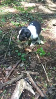 Hazel, a female Australian Cattle Dog and Border Collie for sale in Parish, NY – 5 of 9