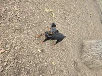 Sargent , a male Miniature Pinscher for sale in Stratford, CT – 4 of 4