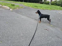 Sargent , a male Miniature Pinscher for sale in Stratford, CT – 3 of 4