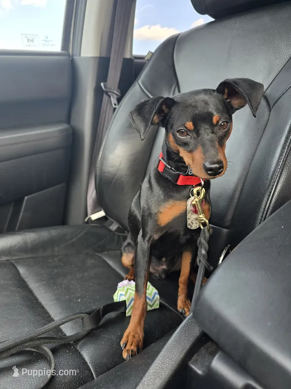 Sargent  – Miniature Pinscher puppy for sale in Stratford, CT