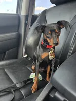 Sargent , a male Miniature Pinscher for sale in Stratford, CT – 1 of 4