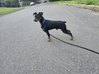 Sargent , a male Miniature Pinscher for sale in Stratford, CT – 2 of 4