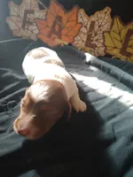 Starbucks, a female Dachshund for sale in Big Rapids, MI – 3 of 8