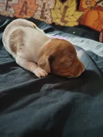 Horton, a male Dachshund for sale in Big Rapids, MI – 3 of 10