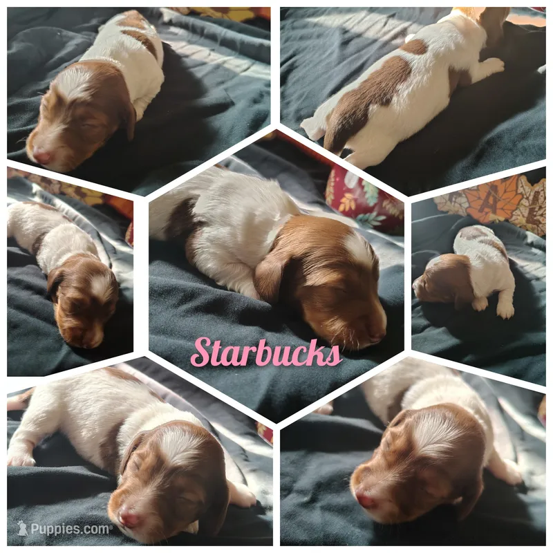 Starbucks – Dachshund puppy for sale in Big Rapids, MI
