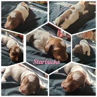 Starbucks, a female Dachshund for sale in Big Rapids, MI – 1 of 8
