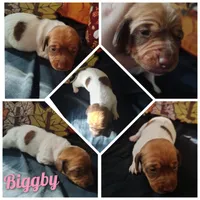 Biggby, a female Dachshund for sale in Big Rapids, MI – 1 of 7