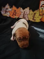 Biggby, a female Dachshund for sale in Big Rapids, MI – 2 of 7