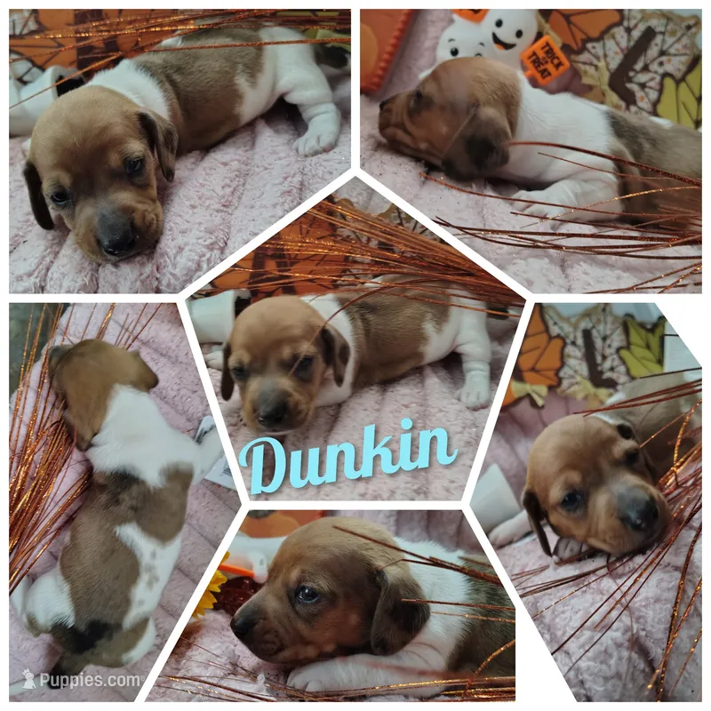 Dunkin – Dachshund puppy for sale in Big Rapids, MI