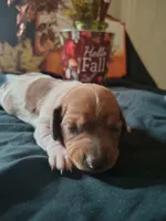 Dunkin, a male Dachshund for sale in Big Rapids, MI – 10 of 10