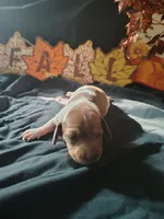 Dunkin, a male Dachshund for sale in Big Rapids, MI – 5 of 10