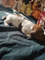 Starbucks, a female Dachshund for sale in Big Rapids, MI – 8 of 8